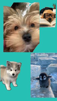 four different pictures of dogs and penguins in the snow