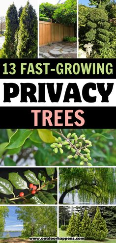 some pictures with trees in them and the words, 13 fast growing privacy trees