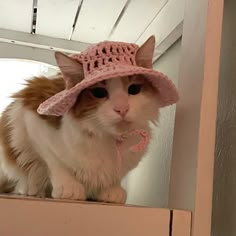 kitten crouching on table wearing pink crochet hat Cat Hat Crochet Aesthetic, Cat Crocheted Hat, Cute Crochet Cat Hat, Cats In Crochet Hats, Crochet Cat Accessories Pattern, Pet Clothes Crochet, Crochet Kitten Hat, Cat With Crochet Hat, Cat Hat Knit