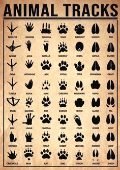 Types Animal Tracks Identification Chart Therian Sign, Wildlife Biology, Therian Stuff, Survival Skills Life Hacks, Seni Dan Kraf, Survival Life Hacks, Animal Tracks, Survival Techniques, Survival Life