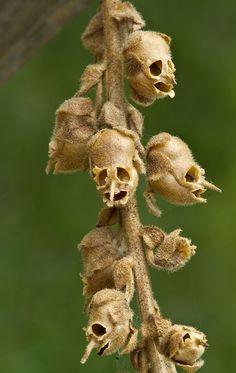 Snapdragon Seed Pods, Weird Flowers, Strange Flowers, Unusual Plants, Unusual Flowers