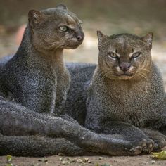 two cats sitting next to each other on top of a dirt ground covered in leaves