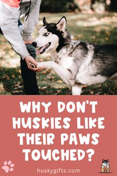 Why Don’t Huskies Like Their Paws Touched? Best Dog Supplements, Husky Photos, Dog Dna Test, Dog Boots, Dog Backpack