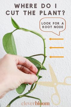 Propogating Plants, Pothos In Water, Household Plants, Hanging Plants Indoor, House Plant Care