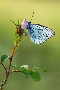 a blue and white butterfly sitting on top of a flower