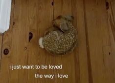 a small dog curled up in a ball on the floor with words written below it