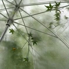 The Glass, Rain Drops, Umbrella, Water, Glass, Green