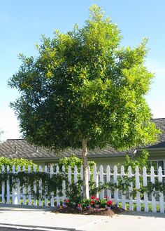 a white picket fence with a tree in the middle and flowers on the ground below