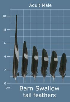 an image of different types of feathers on a blue background with the words barn swallow tail feathers