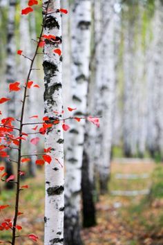 red and white leaves are growing on the trunk of a birch tree in an autumn forest