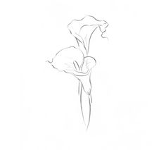 a drawing of a flower on a white background