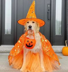 dog
cute dog
cute puppy Golden Halloween, Cutesy Halloween, Dog Halloween Outfits, Halloween Pets