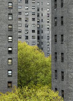 two tall brick buildings with trees in the foreground