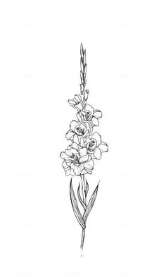 gladiolus flower line art tattoo design Flower Line Art Tattoo, Line Art Tattoo Design, Gladiolus Flower Tattoos, Flower Leg Tattoos, Gladiolus Tattoo, Art Tattoo Design, Pencil Tattoo, Line Art Tattoo, Tattoo Line