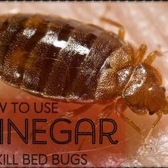 What Kills Bed Bugs, Diy Vinegar, Bed Bug Spray, Wood Termites, Bed Bug Bites, Creepy Crawlers