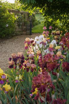 many different colored flowers in a garden