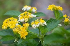 small yellow and white flowers with green leaves