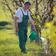 an older man watering his garden with a green watering can - stock photo - images