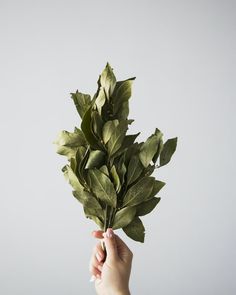 a person holding up a bunch of green leaves