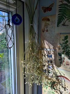 some plants hanging from a window sill in front of a wall with pictures on it