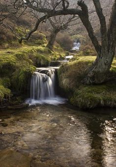 a small waterfall running through a forest filled with lush green grass and mossy trees