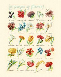 the language of flowers is shown in this illustration, which depicts different types of flowers