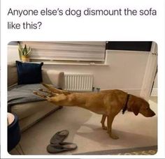 a brown dog standing on top of a white floor next to a couch and shoes