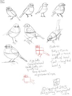 some birds that are sitting on top of each other in different positions and sizes, all drawn