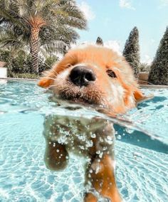 a dog is swimming in the pool with his head above water and looking up at the camera