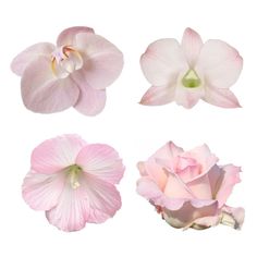 four different types of pink flowers on a white background with one flower in the middle