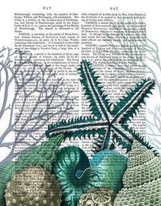 an image of seashells and seaweed on a book page