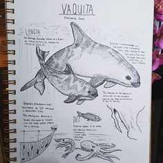 an open notebook with drawings of various marine animals and their names on it's cover