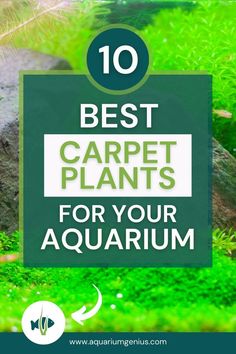 the top 10 best carpet plants for your aquarium