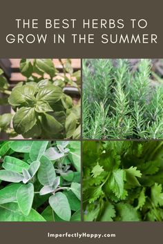 the best herbs to grow in the summer