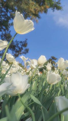 white tulips are blooming in the sun on a sunny day with blue skies