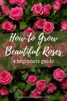 pink roses with the words how to grow beautiful roses a beginner's guide