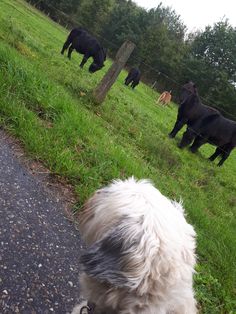 a white dog sitting on the side of a road looking at some black cows behind it