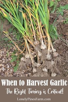 a bunch of garlic with the words when to harvest garlic, the right thing is critted