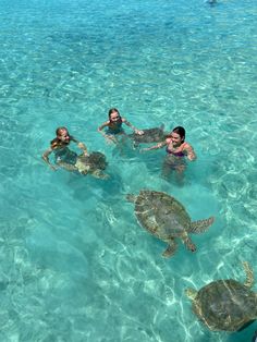 four people swimming with turtles in the ocean