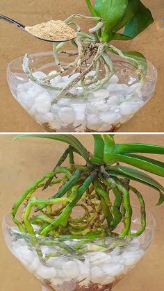 two pictures showing the same plant in a bowl