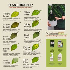 a poster with instructions on how to use planttriube for hair and body care