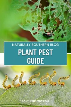 the plant pest guide is shown on top of a leaf