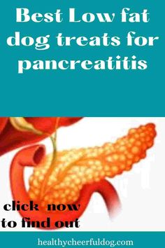 best low fat dog treats for pancreatitis Low Fat Dog Treats Recipes, Sweet Potato Treats For Dogs, Dog Raw Diet, Chicken Dog Treats