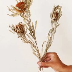 a hand is holding some dried flowers in front of a white background with the stems still attached