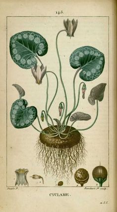 an old book with plants and other things in the bottom right corner, including water lilies