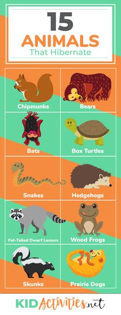 an animal chart with different animals and their names