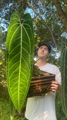 a man holding up a large green plant in front of a leafy tree with the word everybody written on it