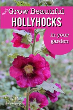 pink flowers with the words grow beautiful hollywoods in your garden