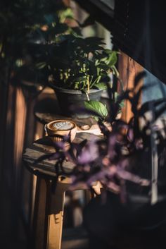 a potted plant sitting on top of a wooden table