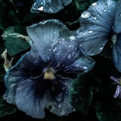 some blue flowers with water droplets on them